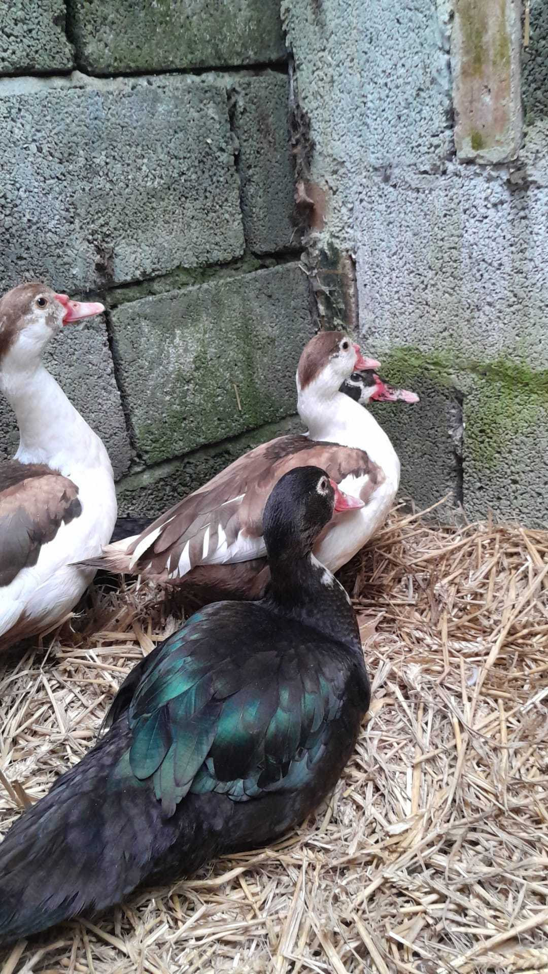 Ducks at Bryngwawr Farm in Carmarthen, Wales - Our small flock of Muscovy ducks brings character and charm to the farm. Led by Sid the drake, named