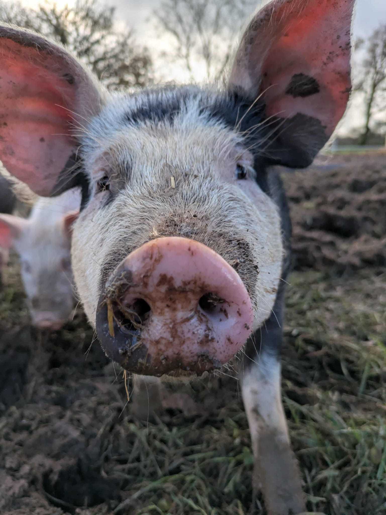 Pigs at Bryngwawr Farm in Carmarthen, Wales - Our pigs are a cross between Pietrain and Gloucestershire Old Spot breeds, combining the best qualit