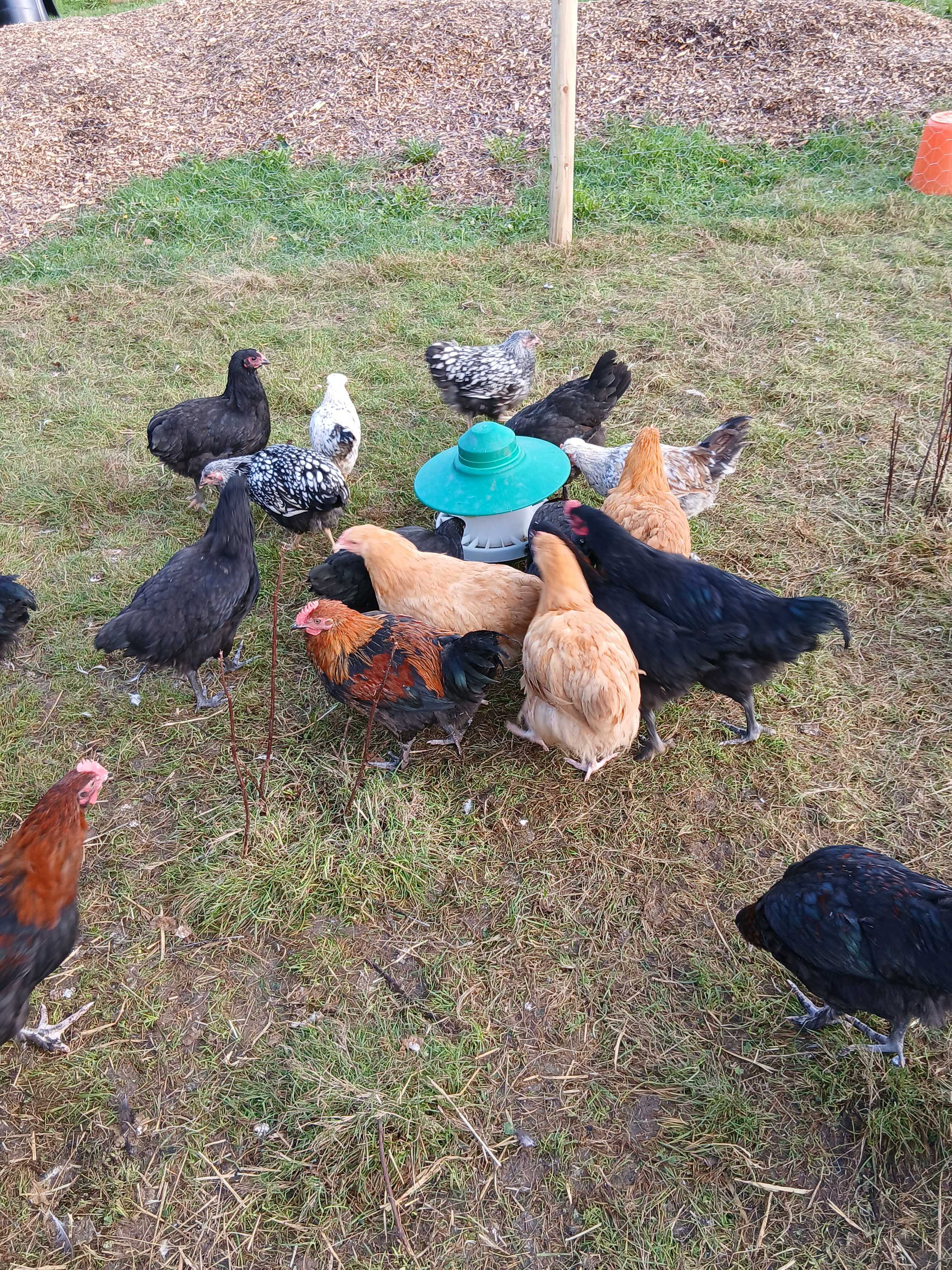 Chickens at Bryngwawr Farm in Carmarthen, Wales - We're proud to raise a beautiful mix of pure breed, pasture-raised birds that roam freely across our