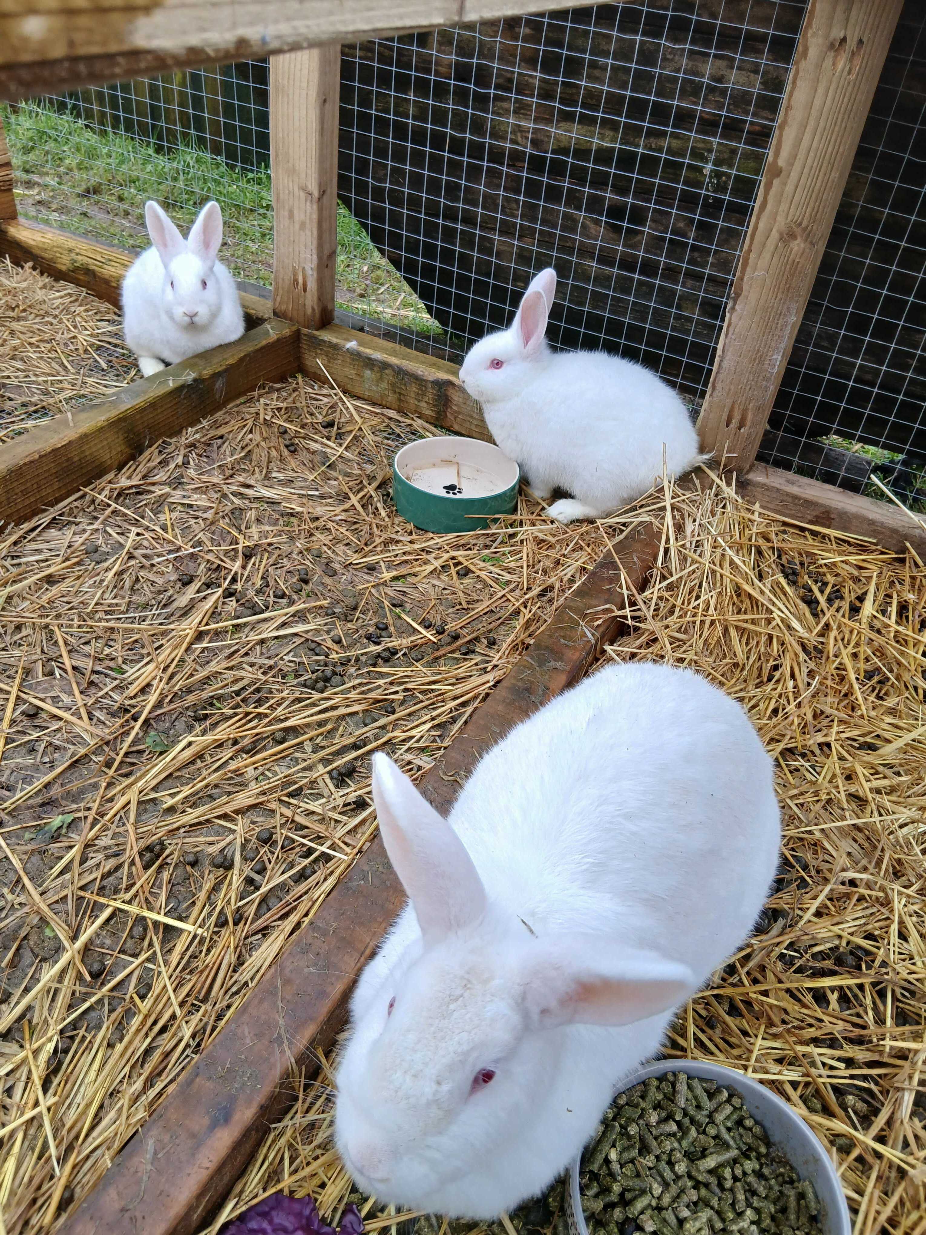 Rabbits at Bryngwawr Farm in Carmarthen, Wales - Our pure breed New Zealand White rabbits are big, fluffy, and absolutely delightful. These gentle gi