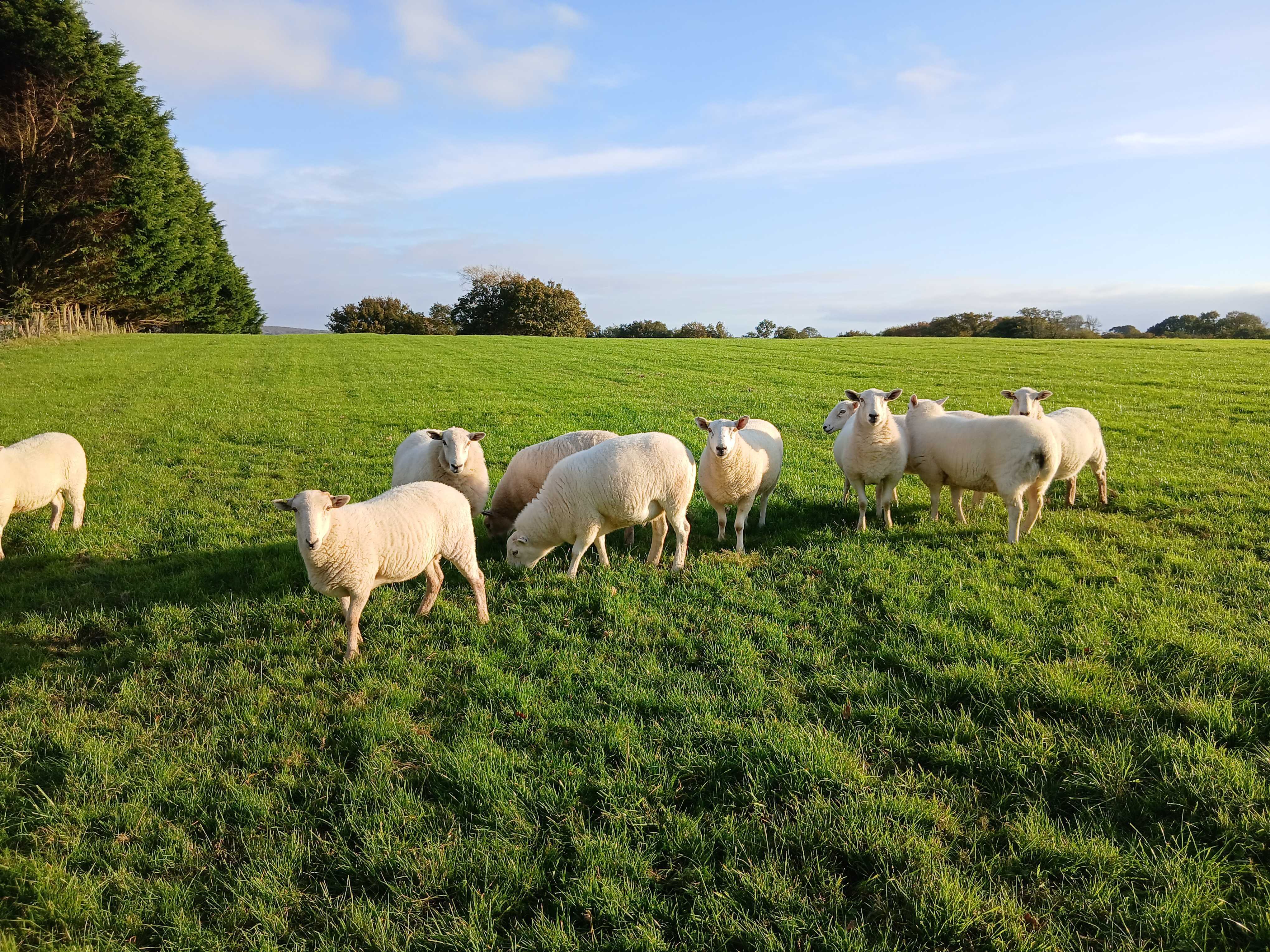 Sheep at Bryngwawr Farm in Carmarthen, Wales - Our mixed flock of Devil's Bridge and Welsh Mountain ewes graze across the rolling hills of our Carm